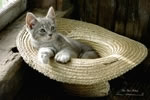 The Hat Kitten